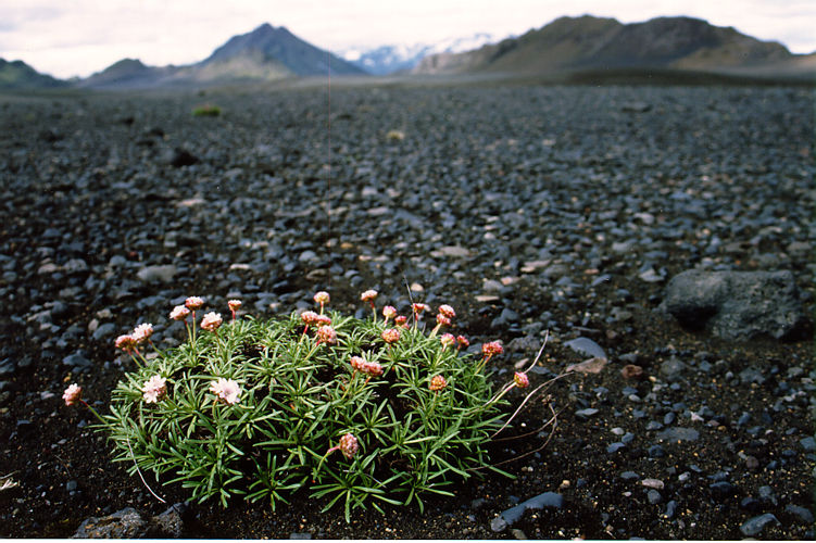 Islande